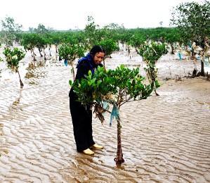 Vietnam, las ONG y el cambio climático-Grupo de Trabajo